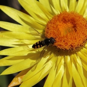 Syrphini sp. (tribe) at Acton, ACT - 28 Sep 2020