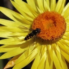 Syrphini sp. (tribe) at Acton, ACT - 28 Sep 2020