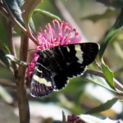 Phalaenoides glycinae (Grapevine Moth) at Acton, ACT - 28 Sep 2020 by RodDeb