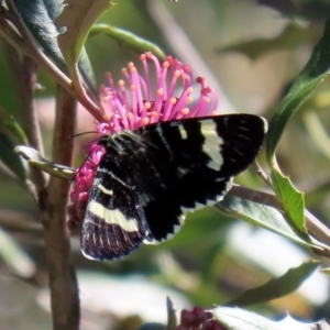 Phalaenoides glycinae at Acton, ACT - 28 Sep 2020