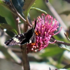 Phalaenoides glycinae at Acton, ACT - 28 Sep 2020 12:11 PM