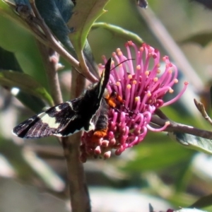 Phalaenoides glycinae at Acton, ACT - 28 Sep 2020 12:11 PM