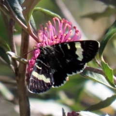 Phalaenoides glycinae at Acton, ACT - 28 Sep 2020 12:11 PM