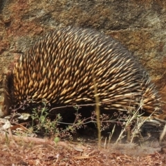 Tachyglossus aculeatus (Short-beaked Echidna) at ANBG - 28 Sep 2020 by RodDeb