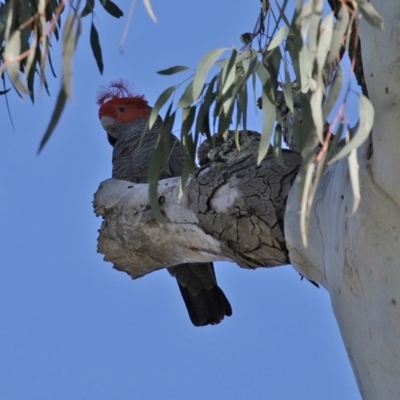 Callocephalon fimbriatum (Gang-gang Cockatoo) at ANBG - 28 Sep 2020 by RodDeb