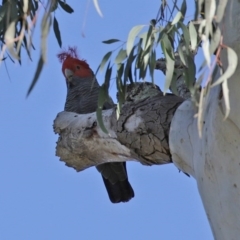 Callocephalon fimbriatum at Acton, ACT - suppressed