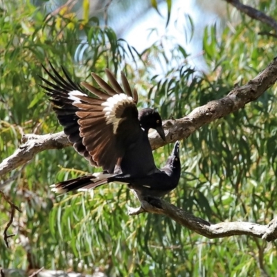 Strepera graculina (Pied Currawong) at ANBG - 28 Sep 2020 by RodDeb