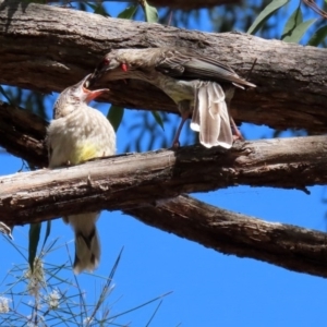 Anthochaera carunculata at Acton, ACT - 28 Sep 2020