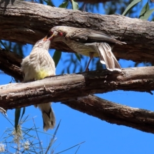 Anthochaera carunculata at Acton, ACT - 28 Sep 2020