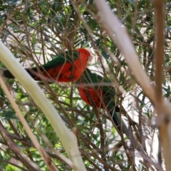 Alisterus scapularis (Australian King-Parrot) at ANBG - 28 Sep 2020 by RodDeb