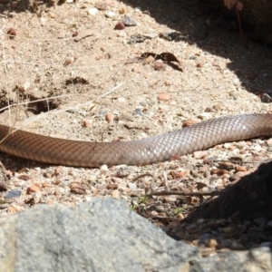 Pseudonaja textilis at Acton, ACT - 28 Sep 2020