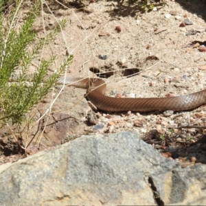 Pseudonaja textilis at Acton, ACT - 28 Sep 2020