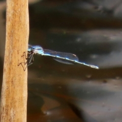 Austrolestes leda (Wandering Ringtail) at Acton, ACT - 28 Sep 2020 by RodDeb