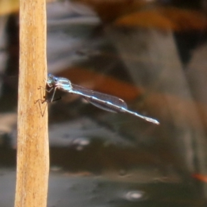 Austrolestes leda at Acton, ACT - 28 Sep 2020