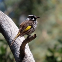 Phylidonyris novaehollandiae (New Holland Honeyeater) at ANBG - 28 Sep 2020 by RodDeb