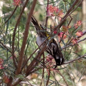 Phylidonyris novaehollandiae at Acton, ACT - 28 Sep 2020