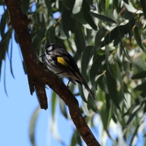 Phylidonyris novaehollandiae at Acton, ACT - 28 Sep 2020