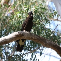 Zanda funerea at Acton, ACT - 28 Sep 2020