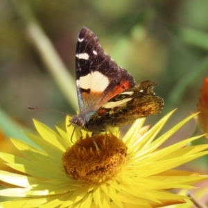 Vanessa itea at Acton, ACT - 28 Sep 2020