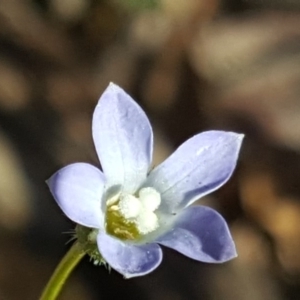 Wahlenbergia gracilenta at Jerrabomberra, ACT - 28 Sep 2020