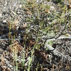 Wahlenbergia gracilenta at Jerrabomberra, ACT - 28 Sep 2020 03:18 PM