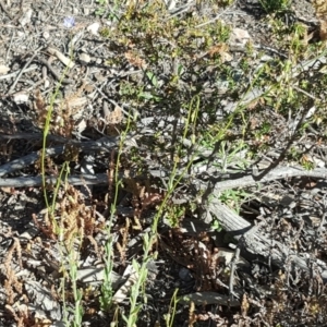 Wahlenbergia gracilenta at Jerrabomberra, ACT - 28 Sep 2020