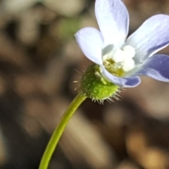 Wahlenbergia gracilenta at Jerrabomberra, ACT - 28 Sep 2020 03:18 PM