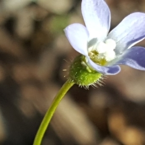 Wahlenbergia gracilenta at Jerrabomberra, ACT - 28 Sep 2020 03:18 PM