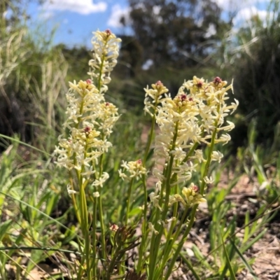 Stackhousia monogyna (Creamy Candles) at Forde, ACT - 28 Sep 2020 by JasonC