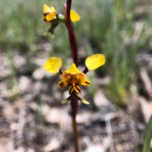 Diuris pardina at Throsby, ACT - 28 Sep 2020