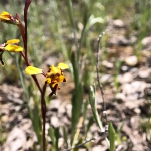 Diuris pardina at Throsby, ACT - 28 Sep 2020