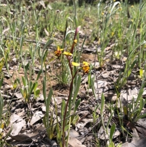 Diuris pardina at Throsby, ACT - 28 Sep 2020