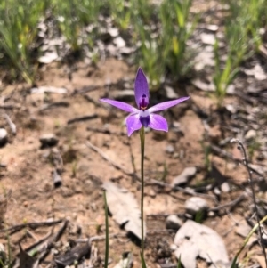 Glossodia major at Throsby, ACT - 28 Sep 2020