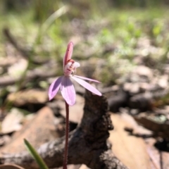 Caladenia fuscata (Dusky Fingers) at Forde, ACT - 28 Sep 2020 by JasonC