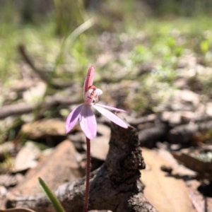 Caladenia fuscata at Forde, ACT - suppressed