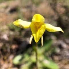 Diuris chryseopsis (Golden Moth) at Mulligans Flat - 28 Sep 2020 by JasonC