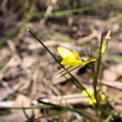 Diuris chryseopsis at Forde, ACT - 28 Sep 2020