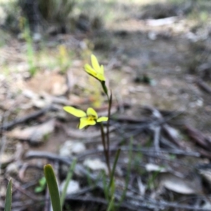 Diuris chryseopsis at Forde, ACT - 28 Sep 2020