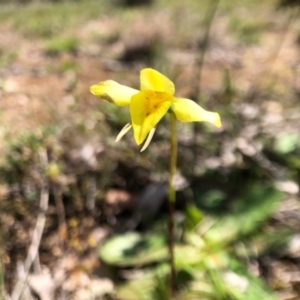 Diuris chryseopsis at Forde, ACT - 28 Sep 2020