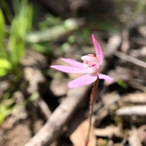 Caladenia fuscata at Forde, ACT - 28 Sep 2020