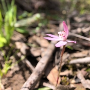 Caladenia fuscata at Forde, ACT - 28 Sep 2020