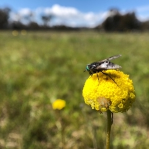 Craspedia variabilis at Forde, ACT - 28 Sep 2020