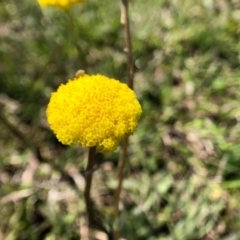 Craspedia variabilis at Forde, ACT - 28 Sep 2020