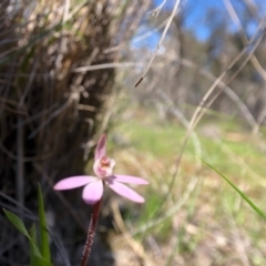 Caladenia fuscata (Dusky Fingers) at Forde, ACT - 28 Sep 2020 by JasonC