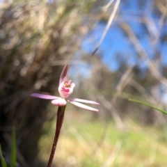 Caladenia fuscata at Forde, ACT - 28 Sep 2020