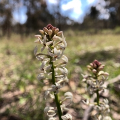 Stackhousia monogyna (Creamy Candles) at Forde, ACT - 28 Sep 2020 by JasonC
