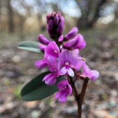 Indigofera australis subsp. australis (Australian Indigo) at Mulligans Flat - 28 Sep 2020 by JasonC