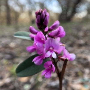 Indigofera australis subsp. australis at Forde, ACT - 28 Sep 2020