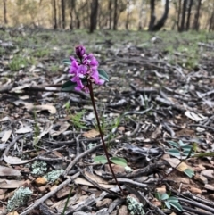 Indigofera australis subsp. australis at Forde, ACT - 28 Sep 2020