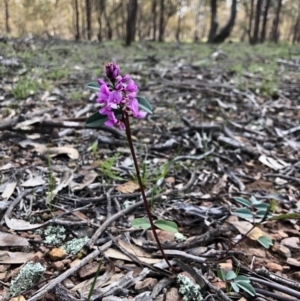 Indigofera australis subsp. australis at Forde, ACT - 28 Sep 2020 04:48 PM